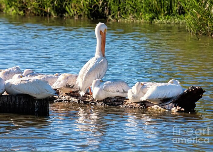 Pelicans Greeting Card featuring the photograph Pelican Wharf by Joan Bertucci
