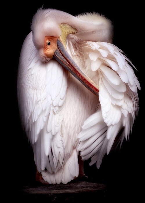 Animal Greeting Card featuring the photograph Pelican's Portrait by Eiji Itoyama