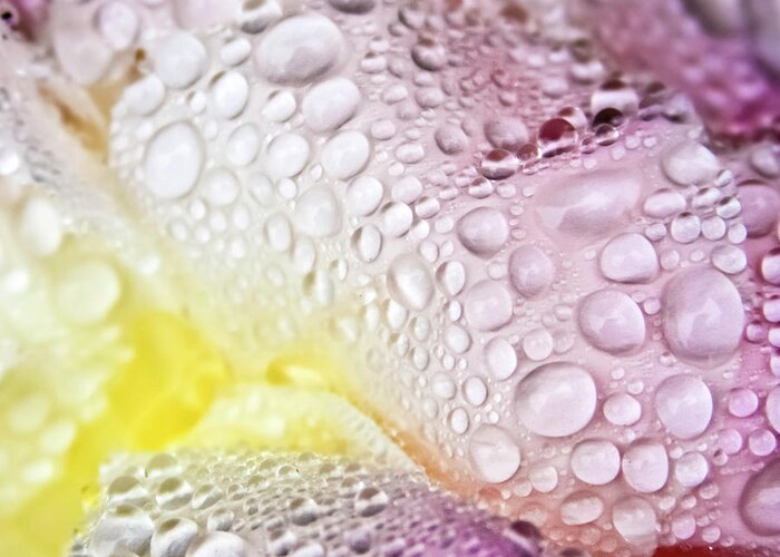 Bothell Greeting Card featuring the photograph Peony Raindrops by Brooke Anderson Photography
