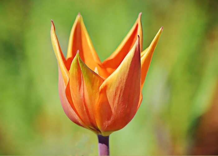 Orange Greeting Card featuring the photograph Perfect Orange Tulip by Gaby Ethington