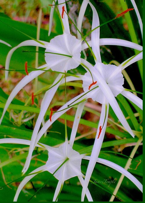 Perfumed Spider Lillies Greeting Card featuring the photograph Perfumed Spider Lillies by James Temple