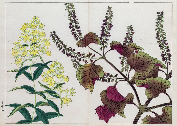 Art Greeting Card featuring the digital art Perilla Plant Japanese Woodblock Print by Mashuk