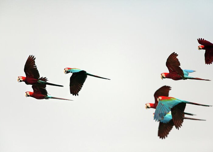 Unesco Greeting Card featuring the photograph Peru, Red And Green Macaws Flying by Frans Lemmens