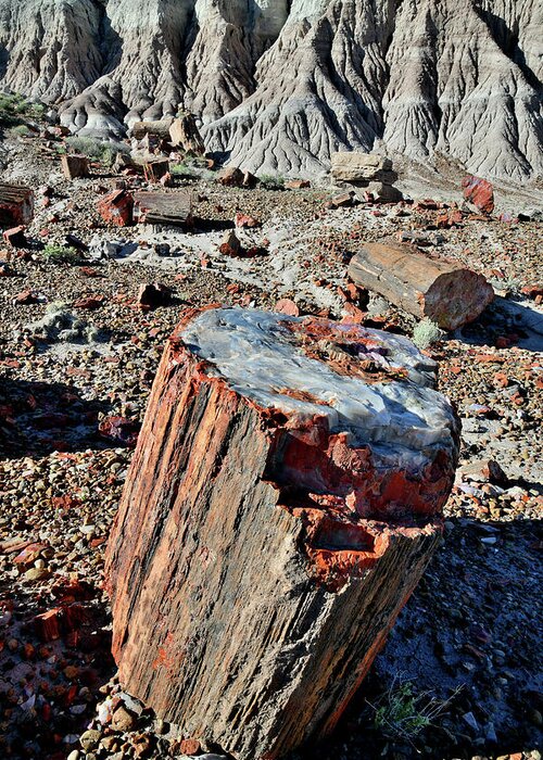 Petrified Forest National Park Greeting Card featuring the photograph Petrified Stump in Jasper Forest by Ray Mathis