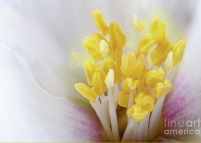 Flower Greeting Card featuring the photograph Philadelphus flower extreme close up with pollen by Simon Bratt