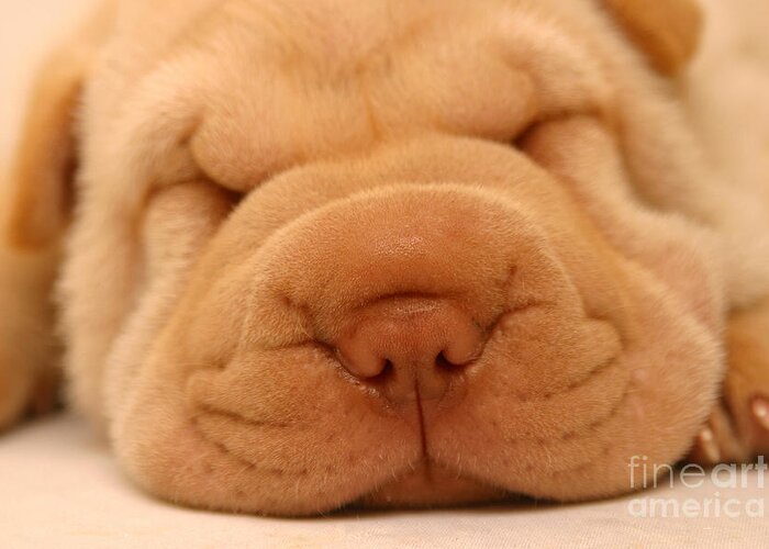Nose Greeting Card featuring the photograph Photo Of A Sharpei Puppy Asleep by First Class Photos Pty Ltd