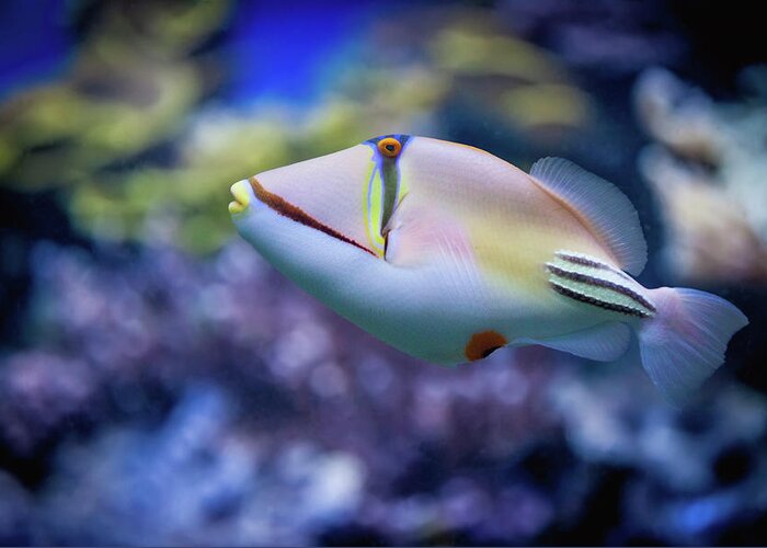 Underwater Greeting Card featuring the photograph Picasso Triggerfish by Reynold Mainse / Design Pics