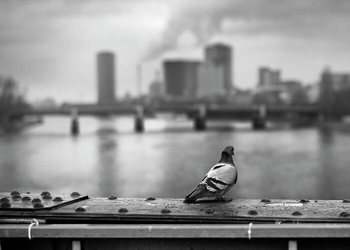 Animal Themes Greeting Card featuring the photograph Pigeon Sitting Overlooking Frankfurt by Elisabeth Schmitt