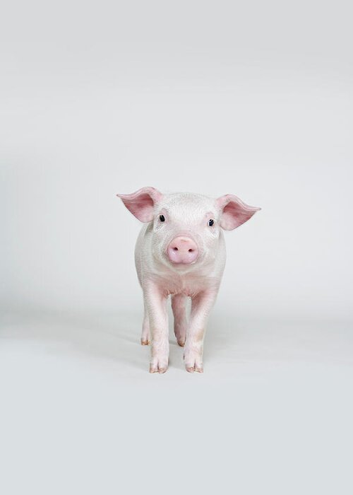Pig Greeting Card featuring the photograph Piglet, Studio Shot by Hudzilla