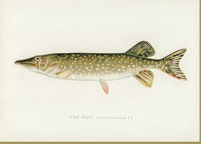 David Letts Greeting Card featuring the drawing Pike by David Letts