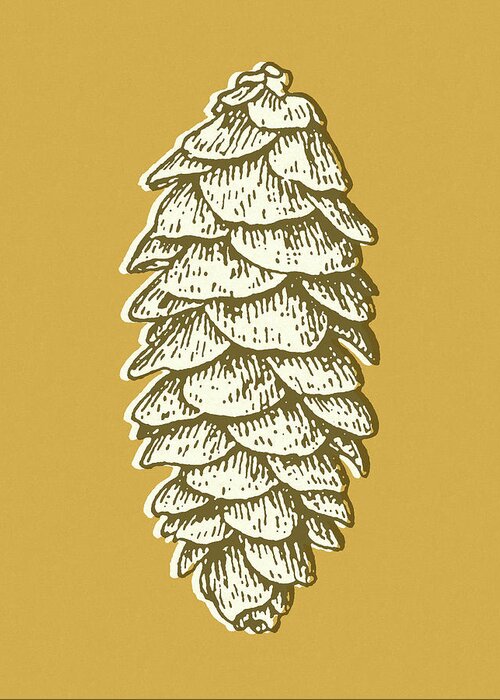 Campy Greeting Card featuring the drawing Pine Cone by CSA Images