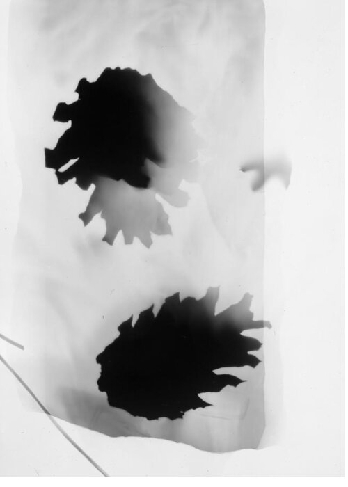 Abstract Greeting Card featuring the photograph Pine Cones Monochrome Photogram White Background by Itsonlythemoon -