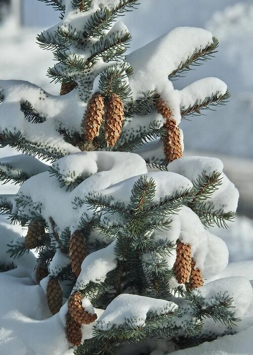 Pinecones Greeting Card featuring the photograph Pinecones In Snow by Kathy Chism