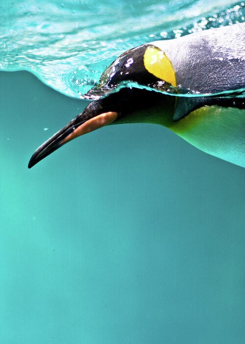 Underwater Greeting Card featuring the photograph Pinguin by Www.photo-chick.com