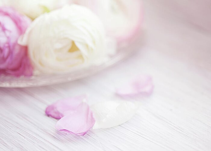 Petal Greeting Card featuring the photograph Pink And White Ranunculus Flowers by Isabelle Lafrance Photography