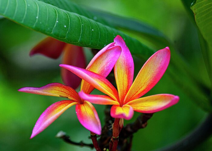 Hawaii Greeting Card featuring the photograph Pink and Yellow Plumeria by Anthony Jones