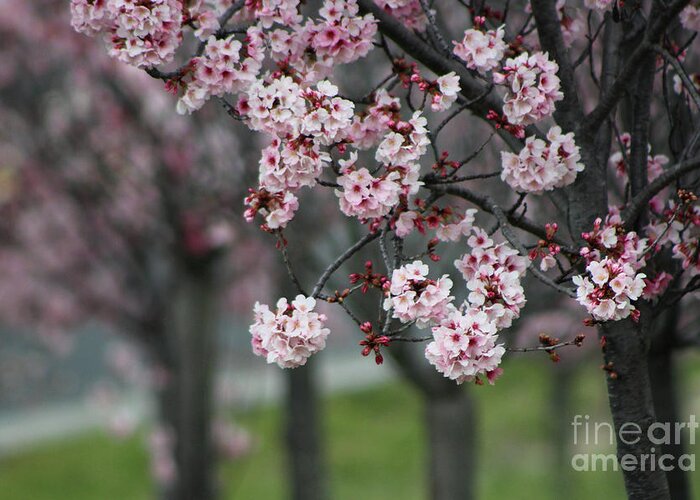 Misty Greeting Card featuring the photograph Pink Blossoms in Foreground at Reagan Library 2 by Colleen Cornelius