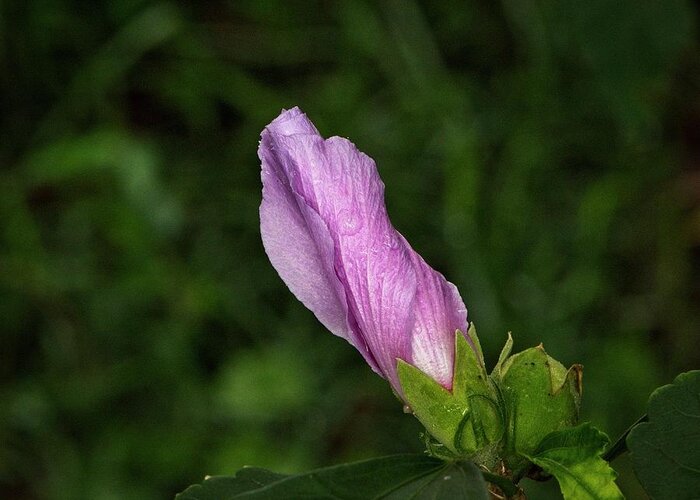 Nature Greeting Card featuring the photograph Pink Bud by John Benedict