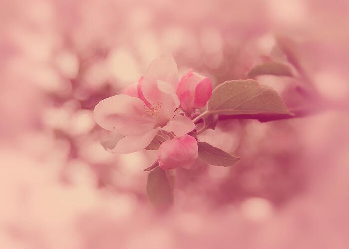 Pink Greeting Card featuring the photograph Pink Cherry Blossom by Angie Tirado