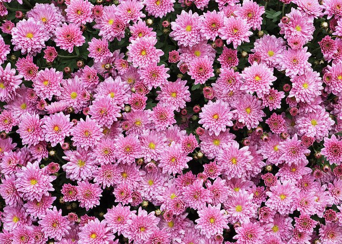 Chrysanthemum Greeting Card featuring the photograph Pink Chrysanthemum Bouquet by Yinyang