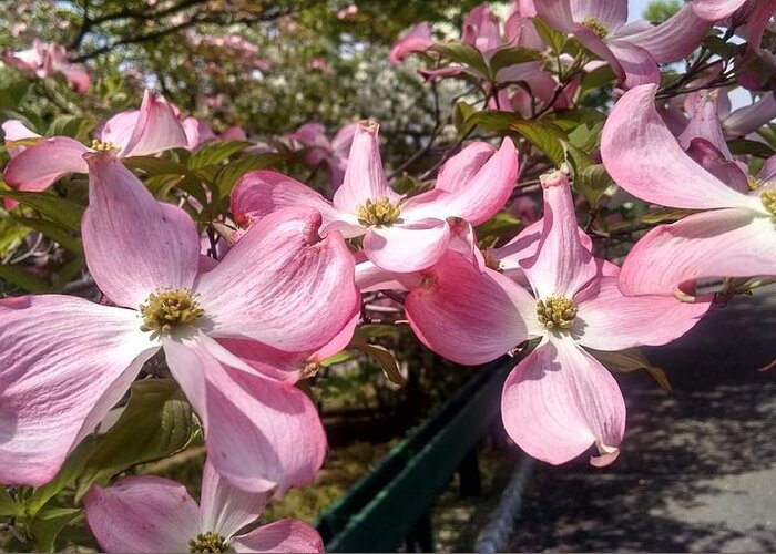 Bloom Greeting Card featuring the photograph Pink Dogwood Blooms by Christopher Lotito