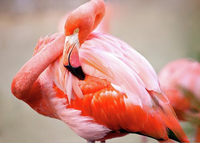 Animal Themes Greeting Card featuring the photograph Pink Flamingo by Blake Caldwell