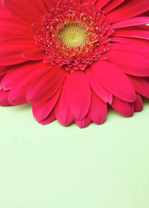 Gerbera Daisy Greeting Card featuring the photograph Pink Gerbera Daisy On Light Green by Jill Fromer
