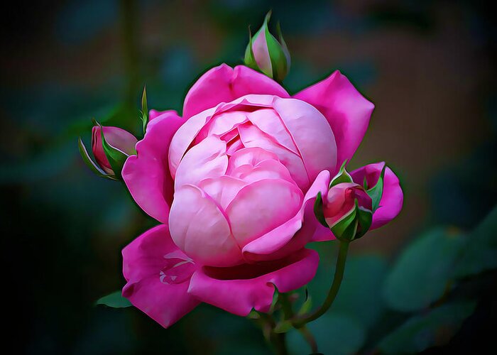 Rose Greeting Card featuring the photograph Pink Heirloom Rose Bud by Gaby Ethington