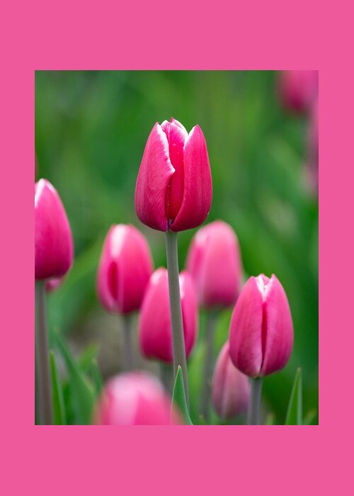 Pink Greeting Card featuring the photograph Pink by Linda Bonaccorsi