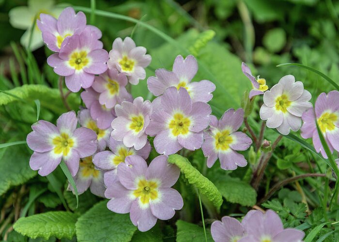 Primrose Greeting Card featuring the photograph Pink Primroses in Devon by Mark Hunter