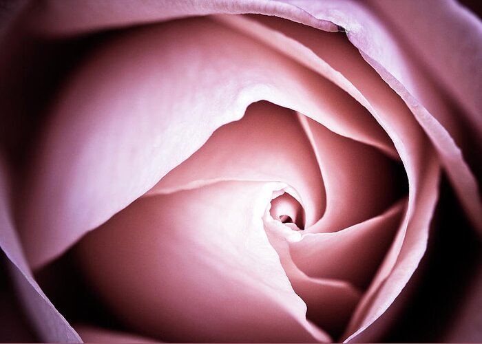 Sweden Greeting Card featuring the photograph Pink Rose Macro Abstract by Johan Klovsjö