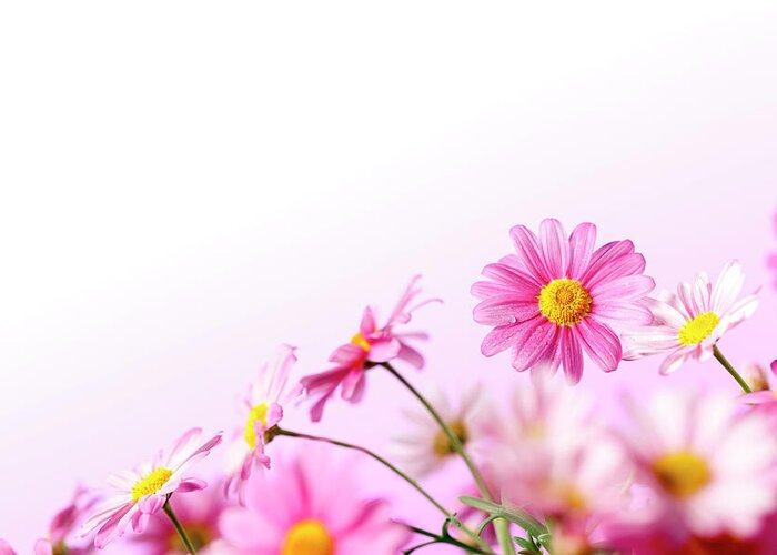 Easter Greeting Card featuring the photograph Pink Summer Daisy Flowers by Thomasvogel