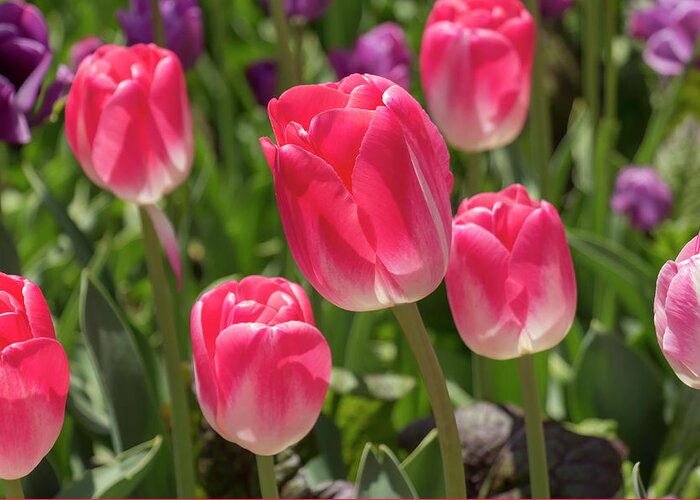 Flower Greeting Card featuring the photograph Pink Tulips by Dawn Cavalieri