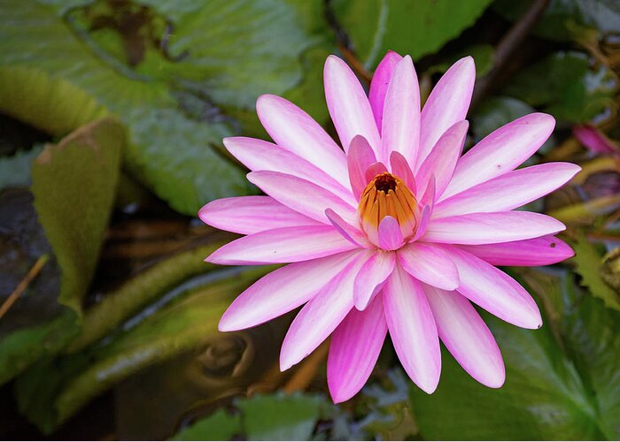 Lily Greeting Card featuring the photograph Pink Water Lily by Margaret Zabor