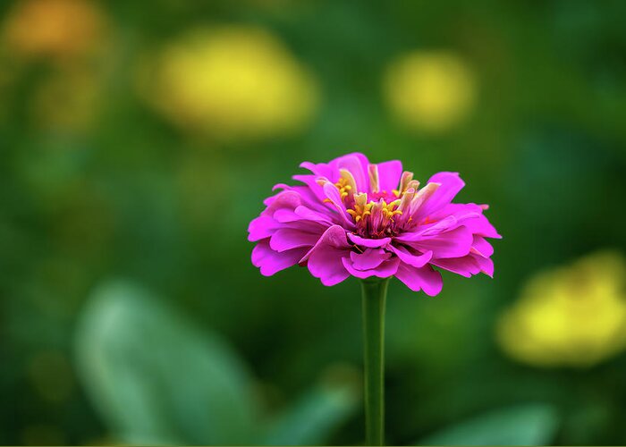 Bloom Greeting Card featuring the photograph Pink Zinnia by Robert FERD Frank