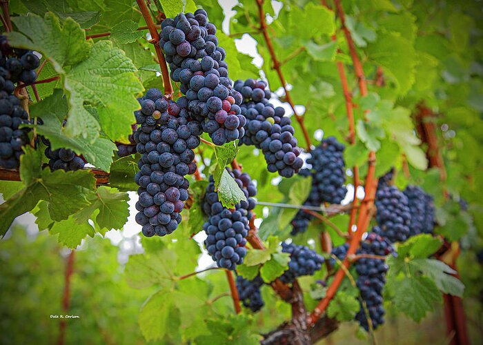 Grapes Greeting Card featuring the photograph Pinot Noir by Dale R Carlson