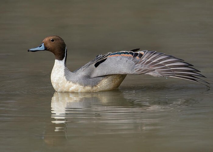 Duck Greeting Card featuring the photograph Pintail Wing Extension by Art Cole