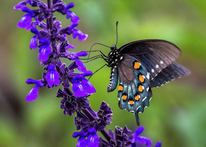 Pipevine Swallowtail Greeting Card featuring the photograph Pipevine Swallowtail by Debra Martz