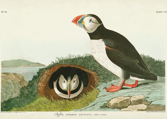 Animals & Nature Greeting Card featuring the painting Pl 213 Puffin by John James Audubon