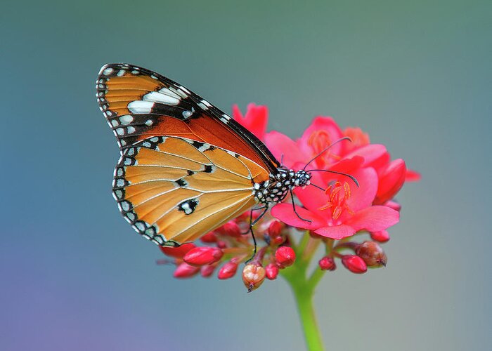 Bangkok Greeting Card featuring the photograph Plain Tiger or African Monarch Butterfly DTHN0246 by Gerry Gantt