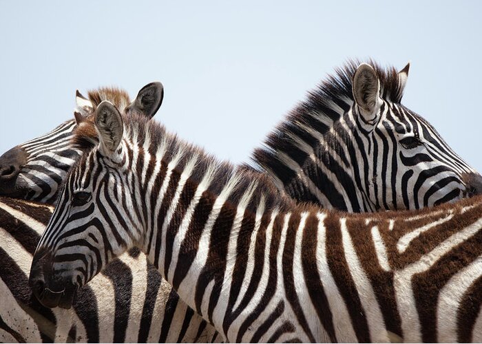 Plains Zebra Greeting Card featuring the photograph Plains Zebra, Masai Mara Game Reserve by Paul Souders