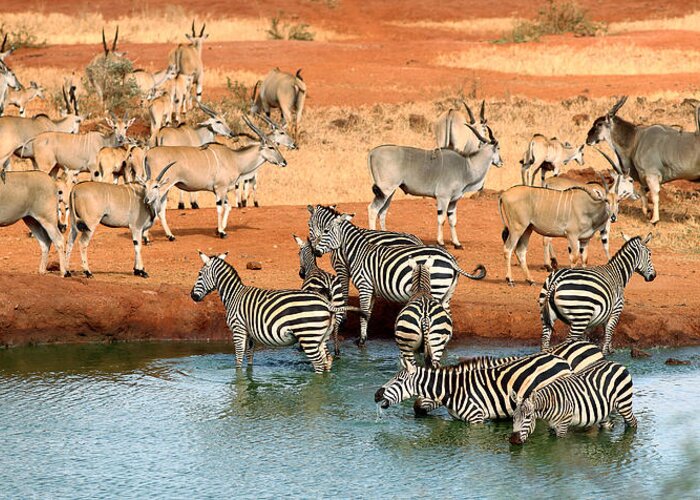 Plains Zebra Greeting Card featuring the photograph Plains Zebras And Common Elands At The by Achim Mittler, Frankfurt Am Main