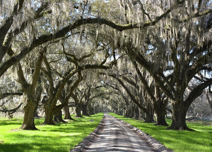 Spanish Moss Greeting Card featuring the photograph Plantation Oaks Canopy by Jerry Griffin