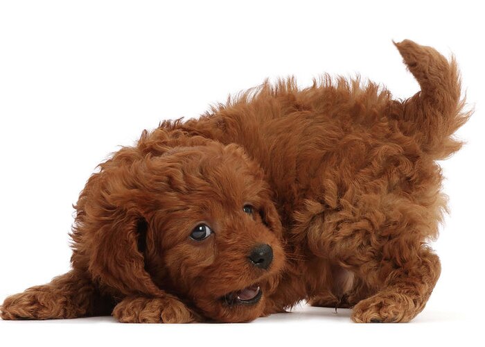 https://render.fineartamerica.com/images/rendered/default/greeting-card/images/artworkimages/medium/2/playful-red-cavapoo-puppy-7-weeks-old-mark-taylor.jpg?&targetx=-46&targety=0&imagewidth=792&imageheight=500&modelwidth=700&modelheight=500&backgroundcolor=562918&orientation=0