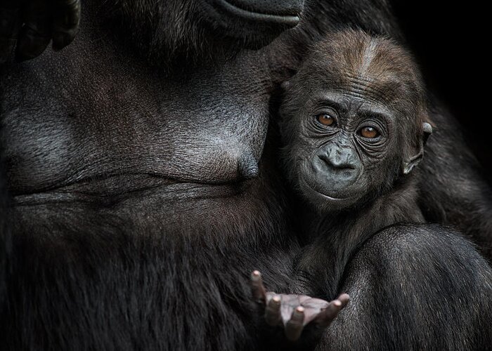 Gorilla Greeting Card featuring the photograph Please, I Want More.......... by Mark Johnson
