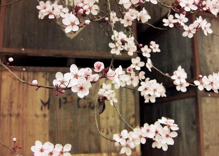 Plum Blossoms Greeting Card featuring the photograph Plum Blossoms and Apple Boxes by Lupen Grainne