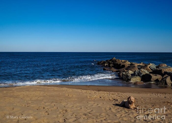 Plum Island Greeting Card featuring the photograph Plum Island Scene by Mary Capriole