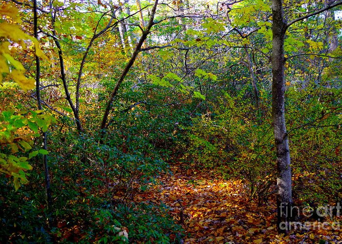 Poconos Forest Autumnn View Greeting Card featuring the photograph Poconos Forest Autumn View by Barbra Telfer