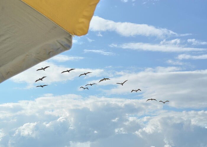 A Greeting Card featuring the photograph Pointing Pelicans by JAMART Photography