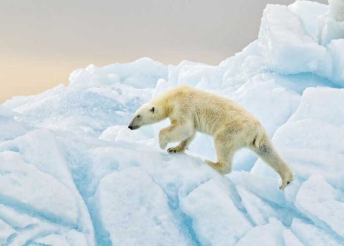 Wildlife Greeting Card featuring the photograph Polar Bear At Svalbard by Joan Gil Raga